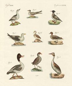 Different Kinds of Waterbirds by German School