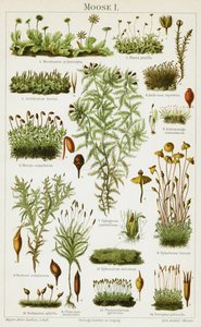 Different species of Moss by German School