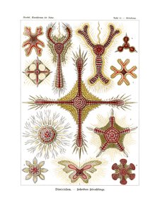 Discoidea, 1899-1904