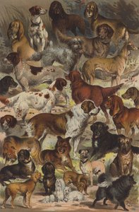 Dog Breeds