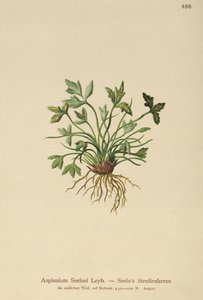 Dolomite Spleenwort by German School