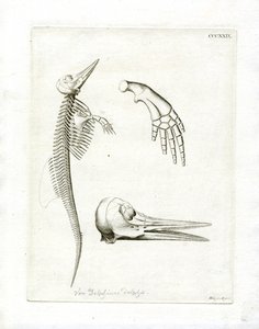 Dolphin Skeleton by German School