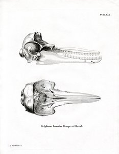 Dolphin Skull by German School