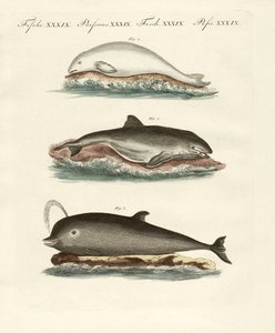 Dolphins by German School