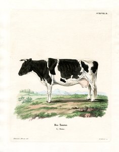 Domestic Cattle by German School