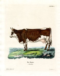 Domestic Cattle by German School