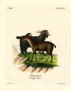 Domestic Goat by German School