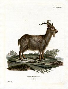 Domestic Goat by German School
