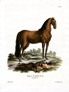 Domestic Horse by German School