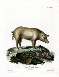Domestic Pig by German School