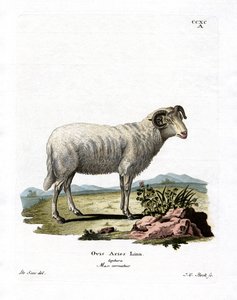 Domestic Sheep by German School