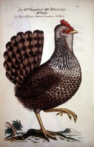 Domestic Hen - German Treatise of the 18th Century by German School