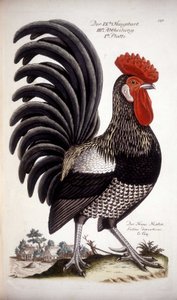 Domestic Rooster - German Treatise of the 18th century