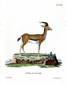 Dorcas Gazelle by German School