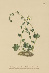 Drooping Saxifrage (Saxifraga cernua)