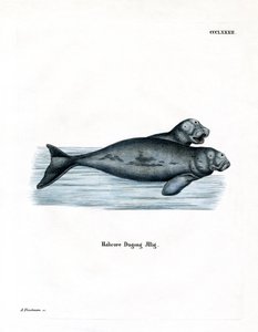 Dugong