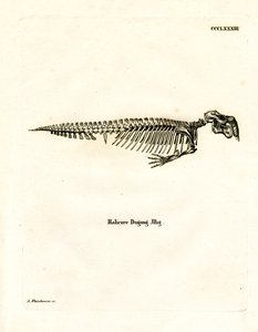 Dugong Skeleton by German School