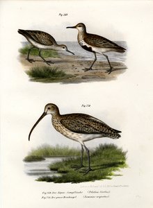 Dunlin