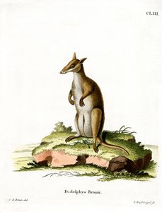 Dusky Wallaby by German School
