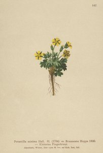 Dwarf Cinquefoil by German School