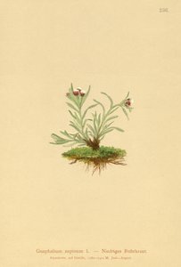 Dwarf Cudweed