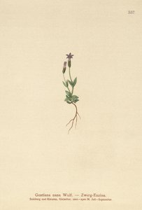 Dwarf Gentian by German School