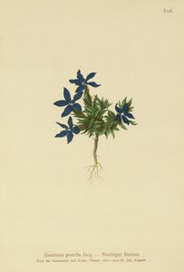 Dwarf Gentian by German School