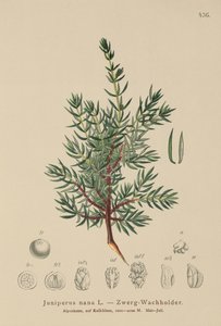 Dwarf Juniper by German School
