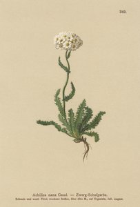 Dwarf Milfoil by German School