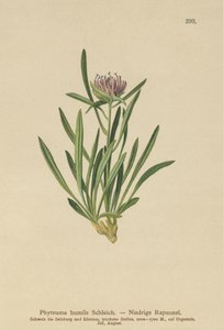 Dwarf Rampion