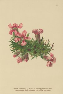 Dwarf Soapwort