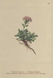 Dwarf Valerian