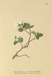 Dwarf Willow by German School
