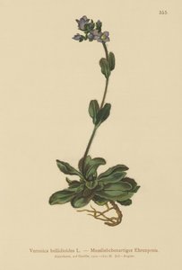 Dwarf Blue Speedwell