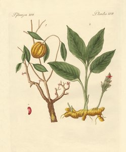 Dye Plants by German School