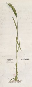 Ear of wheat, from The Herbarium by Leonhart Fuchs, published in Basel, 1555