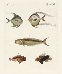 East Indian Fish