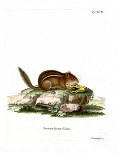 Eastern American Chipmunk by German School