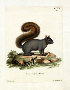 Eastern Fox Squirrel