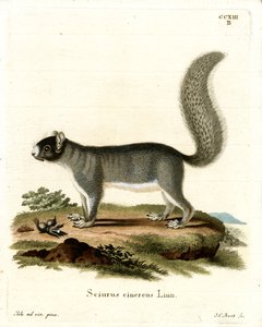 Eastern Gray Squirrel by German School