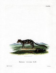 Eastern Quoll