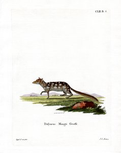 Eastern Quoll by German School