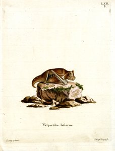 Eastern Red Bat by German School