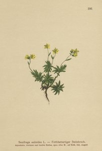 Eastern Saxifrage