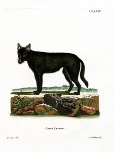 Eastern Timber Wolf by German School