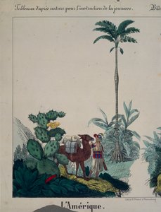 Educational Poster Featuring Flora and Fauna of South America, Left Side, Published by F. Wentzel, Weissenburg, 1840