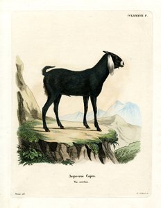 Egyptian Goat by German School