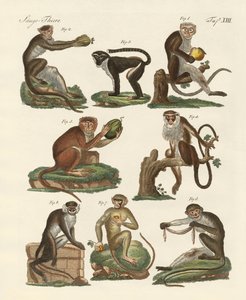 Eight kinds of guenon by German School
