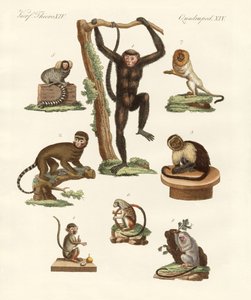 Eight kinds of monkeys by German School