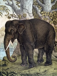 Elephant - in 